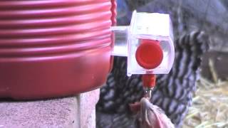 BriteTap Chicken Waterer Retailer