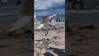 Australian Seagulls #shorts