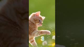 So cute Baby cat 😍🐈#shorts #ytshorts #viral #cute #baby #cat #trending