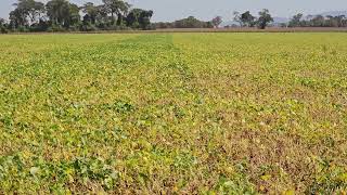 Feijão tipo carioca cultivar IAC com aplicação do complexo nutricional foliar MEGATON.