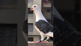 Rolex attitude kabootar bazi status🔥 #attitude #rolexclub #rolex #shorts #pigeon #kabootar #ytviral