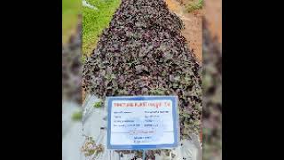 Medicinal Plants Nursery, GKVK