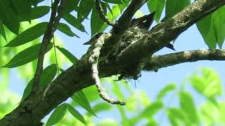 Eastern Wood-Pewee