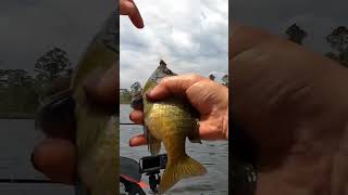 Always A Critic (Part 1): #Bluegill Fishing Trip w/ @wallaceknifeworkshomestead #shorts