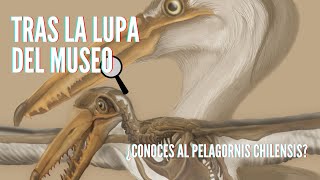 Tras la Lupa del Museo -  ¿Conoces al Pelagornis chilensis? 🦖🦕