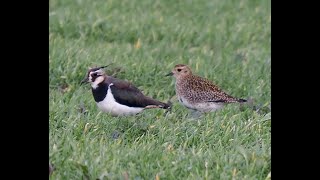 Goldregenpfeifer Kiebitz Star bei Fremdiswalde, Wermsdorf, Sachsen #vogelbeobachtung