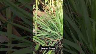 Lemon Grass #healthtips #lemongrassuses #benefitsoflemongrasstea #medicinalplants #lemongrasstea