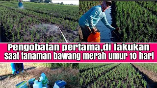 pengobatan awal di lakukan saat tanaman bawang merah berumur 10 hari/ setelah pemupukan susulan 1