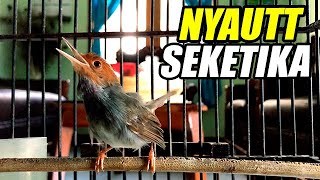 SUARA PIKAT PRENJAK KEPALA MERAH GACOR DOR | COCOK BUAT PANCINGAN &  MASTERAN PRENJAK DI ALAM LIAR