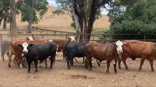 Canowie 70 Cows