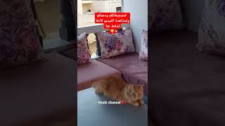 تحضيرات العيد لدعمكم ومشاهدة الفيديو كاملا زورو قناتي 🙏😍