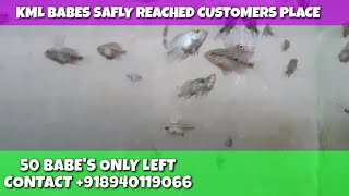 Kml babes safly reached customers place