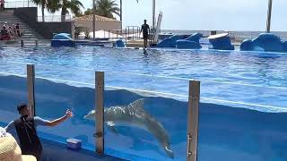 Marineland Mallorca - Dolphins