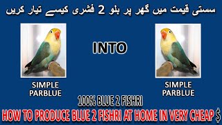 سستی قیمت میں گھر پر بلو 2 فشری کیسے تیار کریں | HOW TO PRODUCE BLUE 2 FISHERI IN HOME | AAB INFO