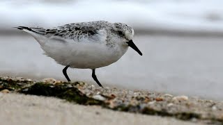 Artenporträt Sanderling