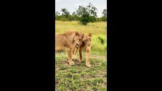 Melhores Momentos Safari no Kruger: Leões e Leoas