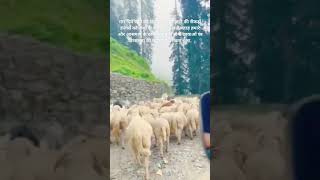 Naukari gai bhad me hum chale pahad me Mountain 🏔️🫶❣️✨#trending #yt #viralvideo #shortvideos#shorts