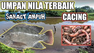 Mancing Ikan Nila Paki Umpan Cacing