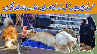 Sunday bazar Nayab Nassal Kay kutty Or Cat biknay k liya A gay |Sunday Bazar| pets Market @Beepdottv