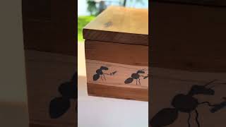 Carpenter Ants