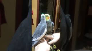 Smart and lovely little budgies #part-1