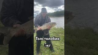 #рыбалка #толстолоб