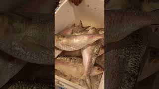 Fish market kolkata #fish #fishmarket #youtubeshorts #short #fishing #hilsafish #fishinglife