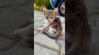 Cute kitten with her momy #cat #catsrule #meow #kitten #talkingcats #catlife #cutecat #catlover