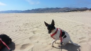 Spot & Flex @ Pismo Beach California July 2013