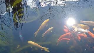 #Balade sur les chemins #Pointindoux, #Bassin #Carpes