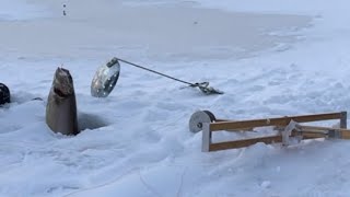 Pulling up a laker on Moosehead, Maine #icefishing #maineoutdooradventures #laketrout