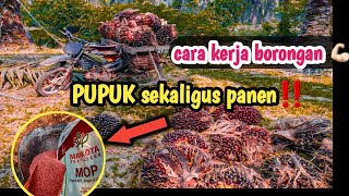 kerja cerdas‼️menghemat waktu dan tenaga💪🏻👍🏻,#kerjasawit#pupuk #petani