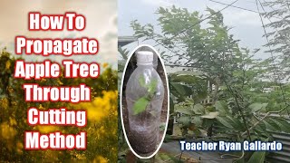 How To Propagate Apple Tree Through Cutting Method II Teacher Ryan Gallardo