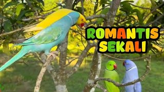 BURUNG INI CATIK & ROMANTIS SEKALI