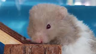 Cutie Choco Banded TBH - Teddy Bear Hamsters