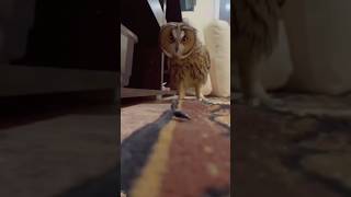 Owl inspection of bug and trying to kill and eat #best #смехдослез #смех #видео #необычное