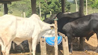 COMO ALIMENTAR O GADO LUCRANDO E GASTANDO POUCO!