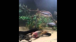 Cuban vs snyspsillum cichlid