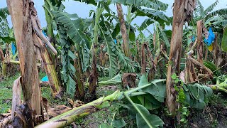 FUERTES VIENTOS TUMBAN BANANERA