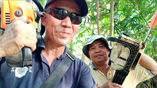 TULONG AKI NANGKA PUTONG KAYU API DI HUTAN // UNTUK KEGUNAAN DI PONDOK KEBUN //