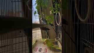 Love birds sound 🦜 #budgies #shorts