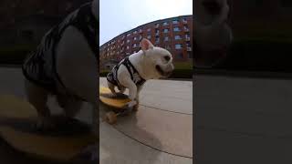 Bulldog play skateboard