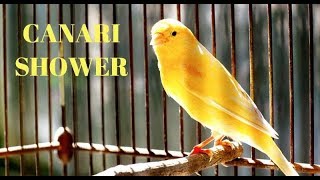 كيف تجعل الكناري يأخد حمام سباحة في جو حار و مشمس canari take shower