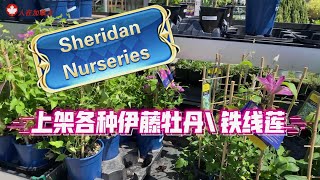 多伦多Sheridan Nuriserie的伊藤牡丹/铁线莲5月7日