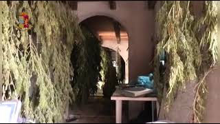 Gonnesa: Polizia scopre una piantagione di marijuana. Arrestato un 58enne. Video della Polizia