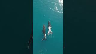 Sailing along with these beautiful whales. Just a typical Sunday as a full time liveaboard family ⛵️