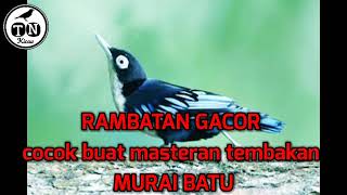 RAMBATAN DORAEMON GACOR cocok buat masteran tembakan MURAI BATU