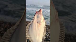 !mira!. como se #pesca lenguado con pejerrey en mar