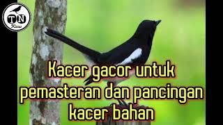 Kacer gacor untuk pemasteran dan pancingankacer bahan