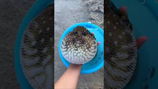 Pufferfish! Why Their Cute Look Hides a Danger #shorts